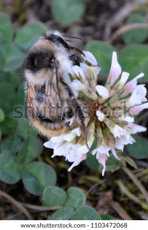 Trifolium - White clover with a little bee