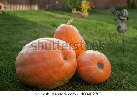 orange pumpkins in the garden