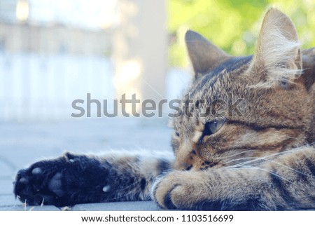 beautiful brown cat resting lying on the ground outdoors in the park, animals theme

