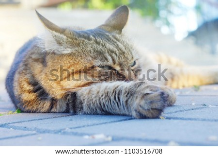 beautiful brown cat resting lying on the ground outdoors in the park, animals theme
