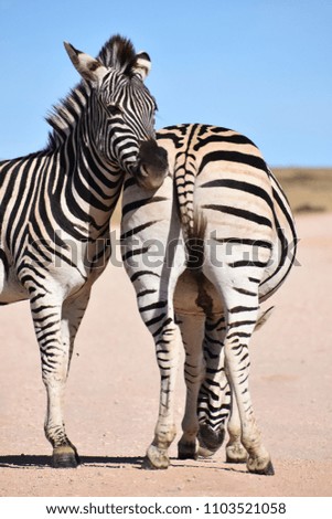 Two beautiful zebras on a street in Addo Elephant Park, South Africa
