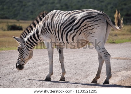 A beautiful zebra on a street in Addo Elephant Park in Colchester, South Africa
