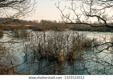 undergrowth in a lake