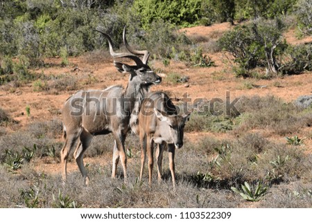 Closeup of two Kudus in Addo Elephant Park in Colchester, South Africa