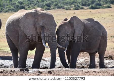 Closeup of an elephant couple in Addo Elephant Park in Colchester, South Africa Royalty-Free Stock Photo #1103527793