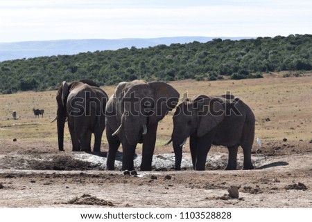 Closeup of an elephant family standing on a waterhole in Addo Elephant Park in Colchester, South Africa