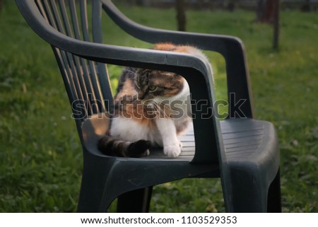 A colored kitten sitting on the plastic chair for relaxing on the garden