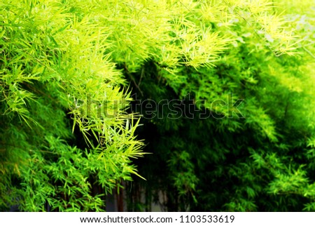 Selective focus dense green leaves of bamboo, Abstract soft focus background