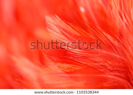 Bird and chickens feather texture for background Abstract,blur style and soft color of art design.for mobile case