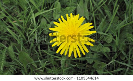 Single yellow dandelion flower on green grass. Closeup flower.