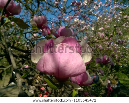 flower spring pink