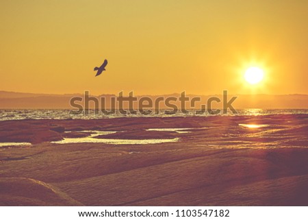 Flying bird at beautiful sunset scene. Sundown, daily disappearance, sun begins to fall below the horizon. Beauty of nature concept photo