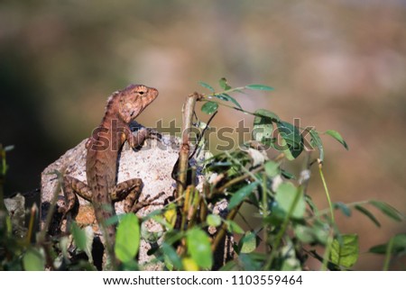 soft focus, colorful chameleons are running along the tree to camouflage the enemy. Skink with a bright blue head and lovely round eyes are looking at you on the blurred background of nature.