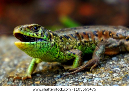 salamander in nature