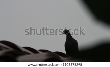 Candid of bird (pigeon).Black silhouette on a white background.