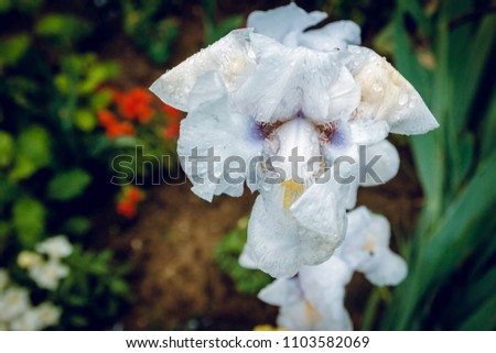 Blue iris flower in the morning dew