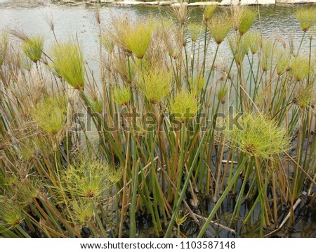 Papyrus sedge, paper reed, Indian matting plant, Nile grass, Echter Papyrus, Papyrusstaude, Zyperngras, Papier, Cyperus papyrus - green grass in a pond,Beer Sheva, Israel, May, 2018 Royalty-Free Stock Photo #1103587148