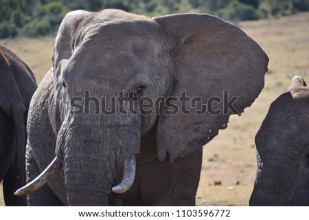 A beautiful portrait of a grey big elephant in Addo Elephant Park in Colchester, South Africa