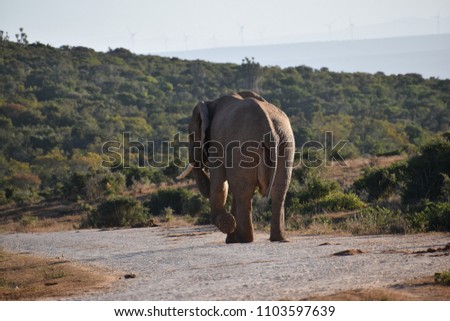 A beautiful grey big elephant walking on the street in Addo Elephant Park in Colchester, South Africa