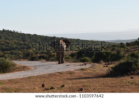 A beautiful grey big elephant walking on the street in Addo Elephant Park in Colchester, South Africa
