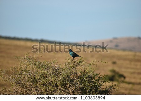 A beautiful colorful bird is sitting on a tree branch in the Addo Elephant Park in South Africa