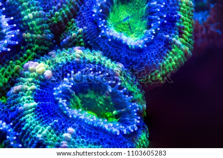 Green blue acan coral Royalty-Free Stock Photo #1103605283
