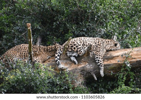 Portrait of two beautiful sleeping leopards on a tree in South Africa