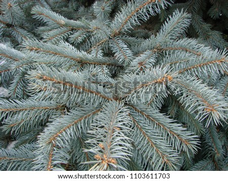 Natural old Christmas tree wood texture pattern or Christmas tree background for design with copy space for text or image. Close-up Christmas tree vintage. Macro.