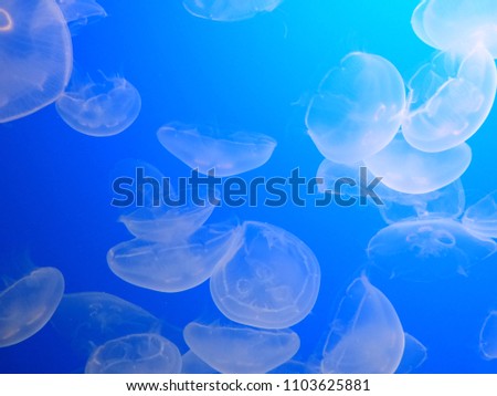 Jelly Fish Blue