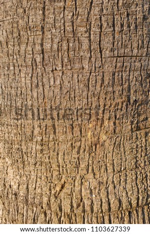 background texture of tree bark
