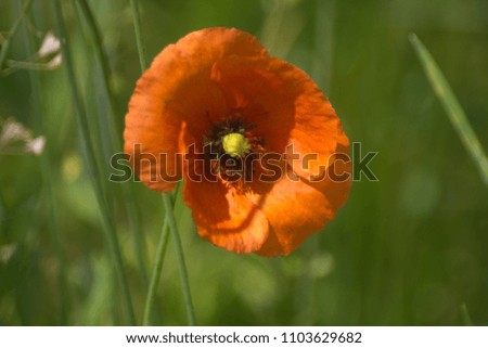 Poppies in the meadow.