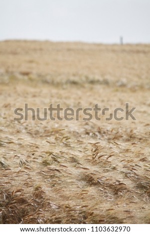 A field of barely moves in the wind in McLaren Vale, South Australia