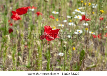 Poppies and daisies on the field