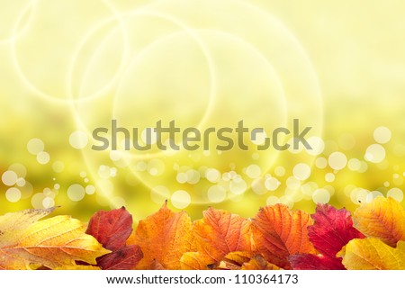 Beautiful autumn background with viburnum leaves