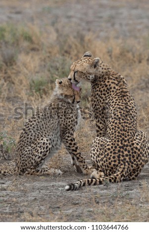 Two cheetahs are kissing and licking each other after successful hunting. These are good pictures of wildlife. Photos were taken on short distance and with excellent light.