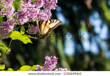 Eastern tiger swallowtail on lilac with bright blue sky and evergreens for background
