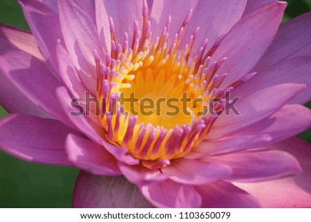 Lotus Flower Picture