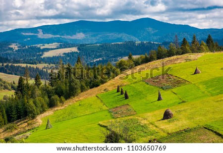 hillside with row of haystacks on rural field. beautiful summer agriculture scenery in mountainous area