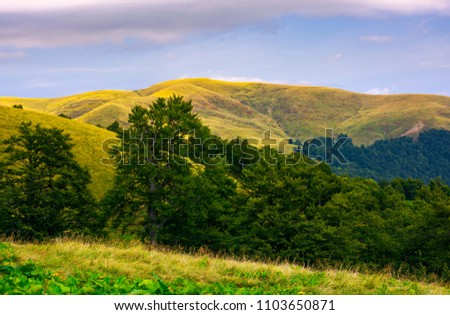 hills of Svydovets ridge behind the beech forest. lovely scenery of Carpathian mountains, Ukraine