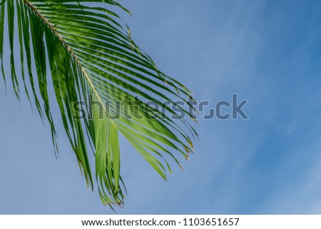 Leaf palm tree on blue sky background. Palm leaf in summer season.