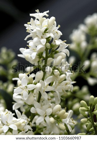 white fragrant flowers of privet bush