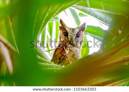 The collared scops owl (Otus lettia) is an owl which is a resident breeder in south Asia from northern Pakistan, northern India. Bangladesh and the Himalayas east to south China.