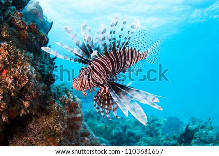 Lionfish in Bahamas Royalty-Free Stock Photo #1103681657