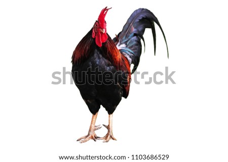 Action of Rooster bantam crows isolate on white background