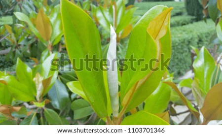 Magnolia tree flower in spring