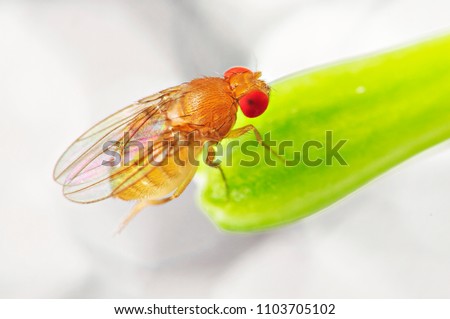 Extreme Closeup Drosophila Melanogaster or fruit flies, vinegar flies or wine flies approximate 1.5 mm in size. Royalty-Free Stock Photo #1103705102