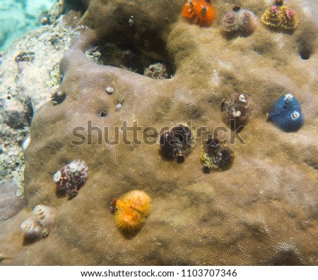 colourful christmas worms in a coral, Togian island