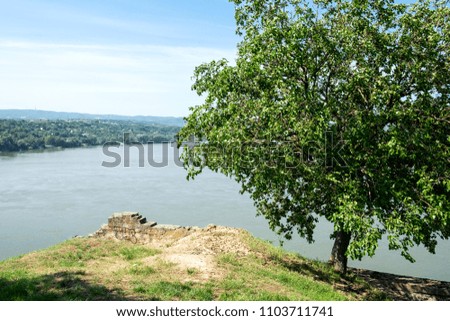 An old mulberry tree growing on the rock on the coast of the Danube river in Novi Sad, Serbia