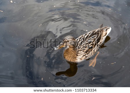 Mallard, Anas platyrhynchos, dabbling duck, a female wild duck swimming in the water in summer