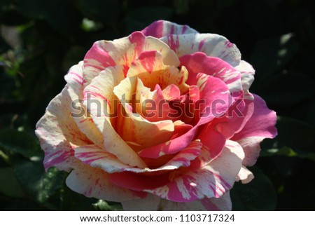 Coloured rose blossom closeup